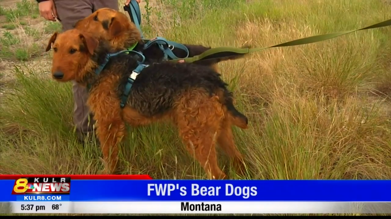 airedale terrier hunting bear