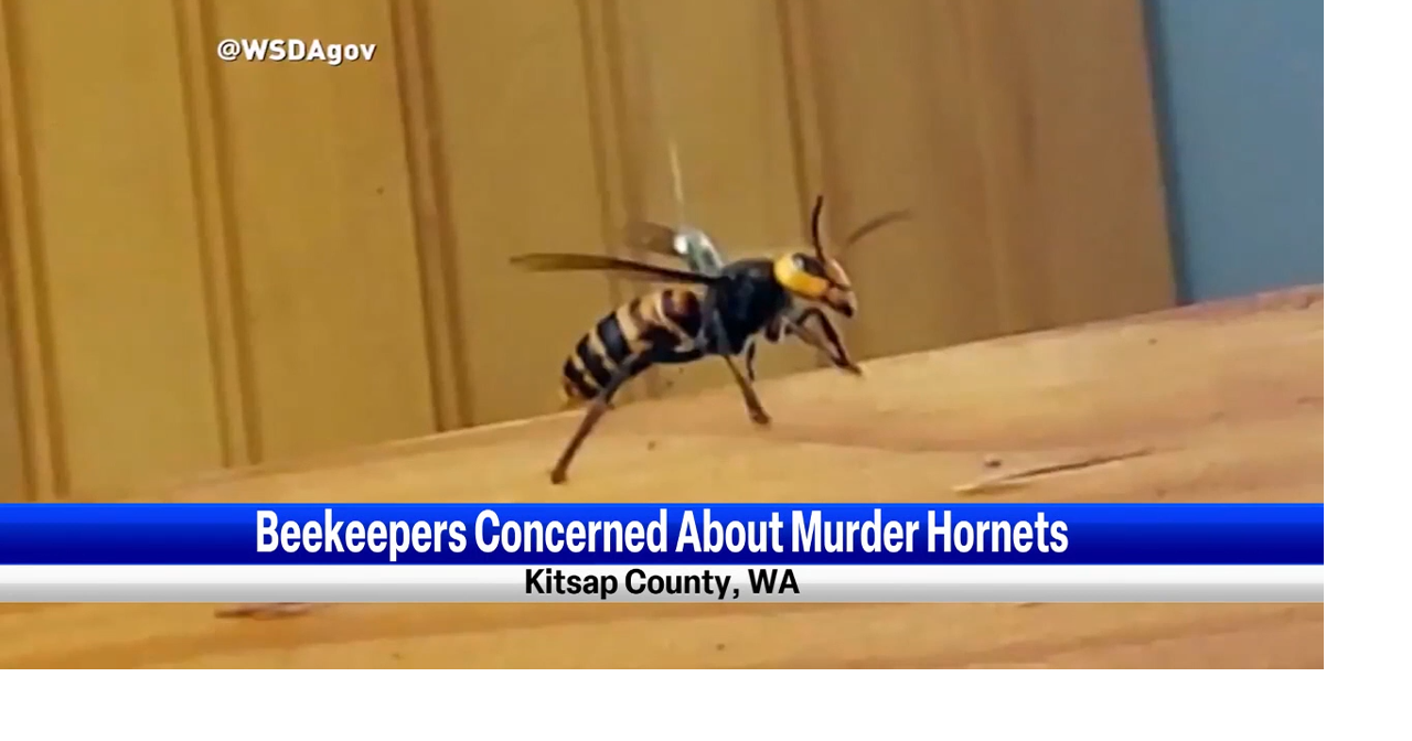 Department of Agriculture investigating possible "murder found