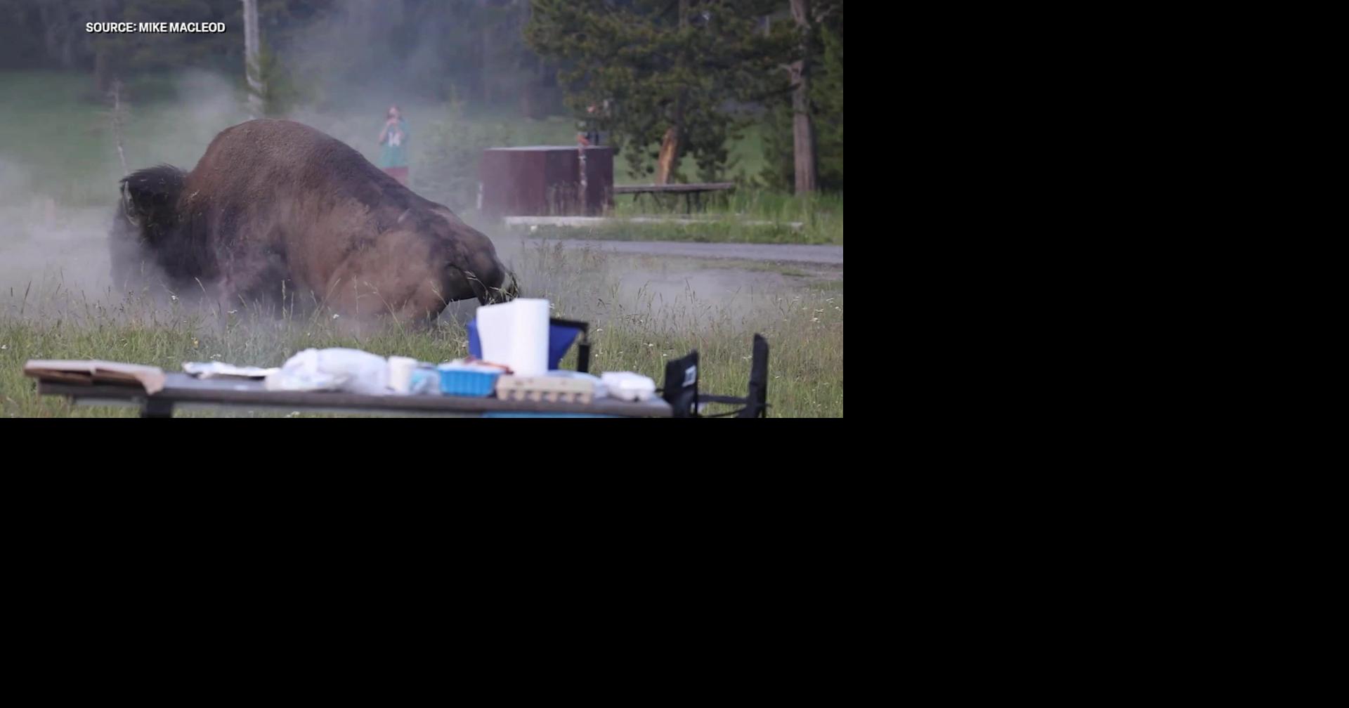 Bison attacks visitor in Yellowstone National Park