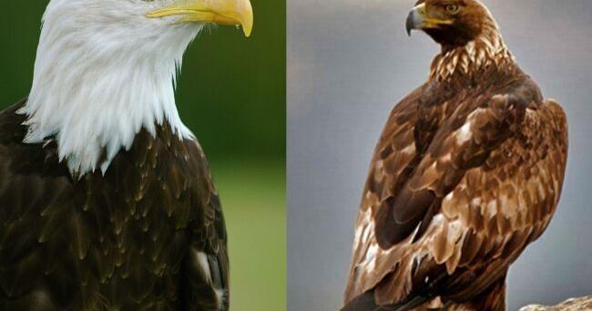 Texas man sentenced in connection to illegal eagle hunting on Flathead Indian Reservation