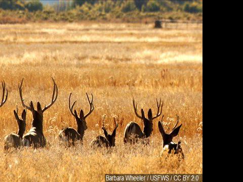Wyoming U S Senator Introduces Bill Aimed To Protect Wildlife Combat Chronic Wasting Disease And Help Ranchers And Farmers News Kulr8 Com