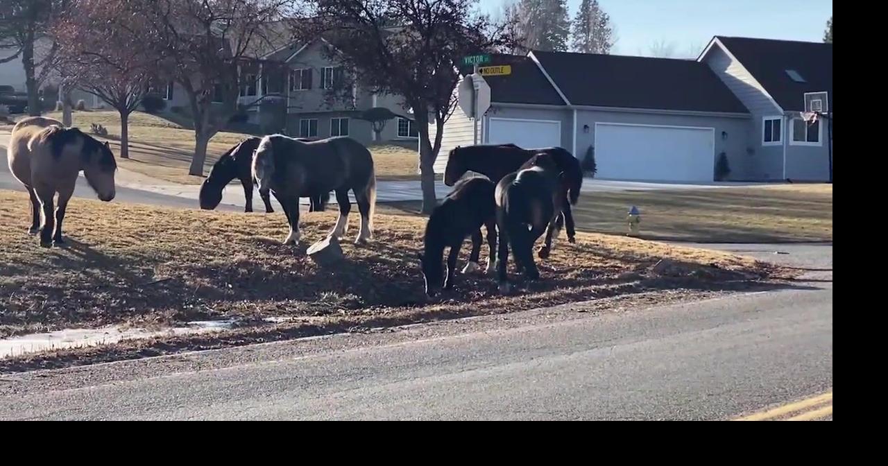 Watch NowMissoula residents weigh safety and future of Miller Creek horses
