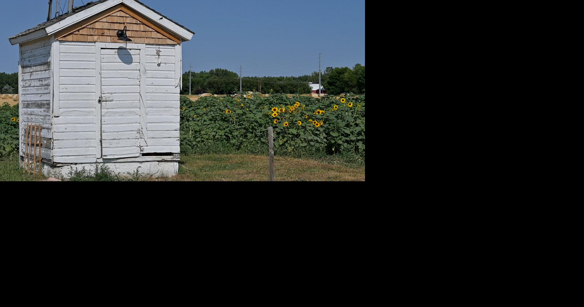 Montana heat creates toughest growing season yet for popular Billings flower farm