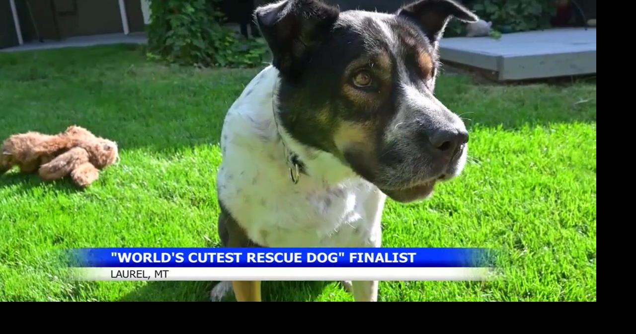 Vote for Poppy: Montana rescue dog is finalist in People Magazine's cutest dog contest