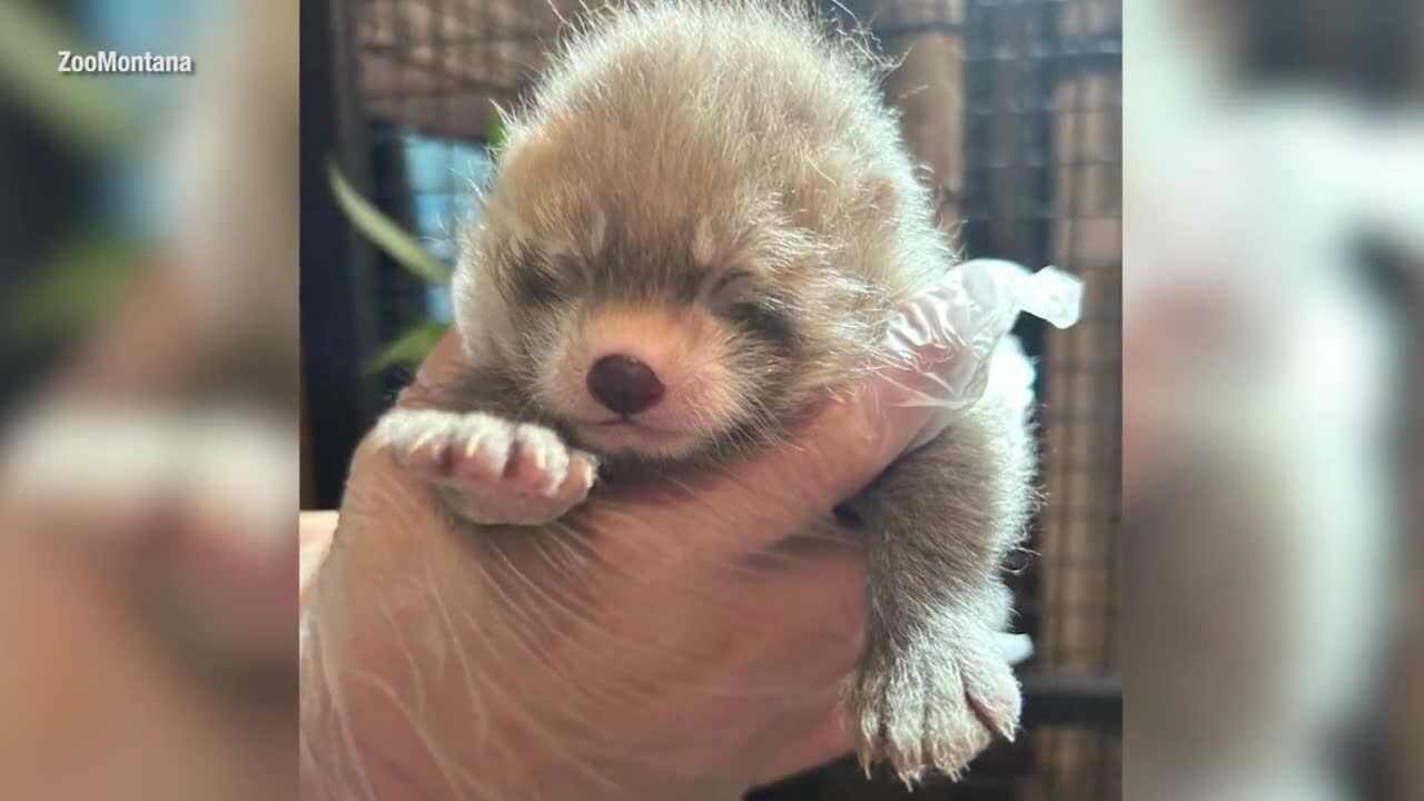 Baby red pandas born at ZooMontana | | kulr8.com