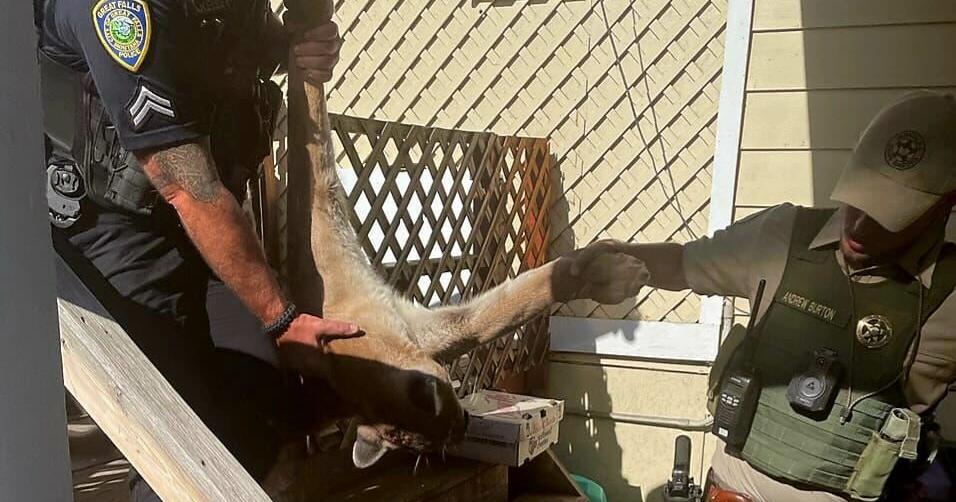 FWP: Mountain lion injured while breaking into home, euthanized - Vimarsana News