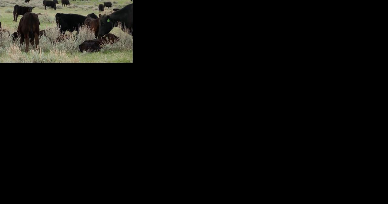 Billings rancher admits fraud in Bureau of Land Management cattle grazing fee investigation - Vimarsana News