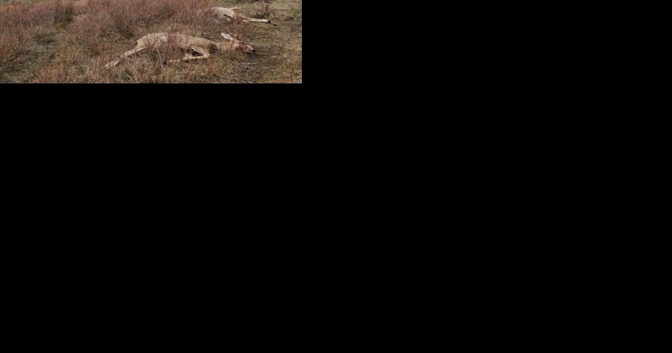 Mule deer bucks found shot and left to waste near Lloyd - Vimarsana News