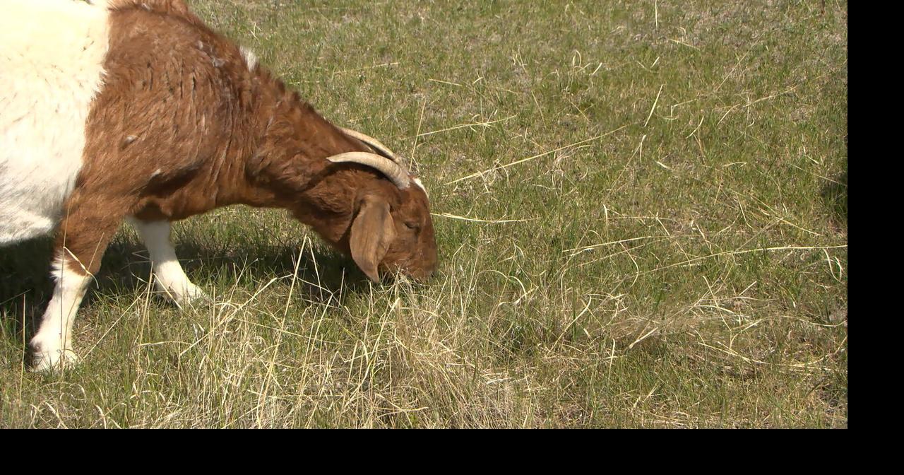 Eat, Bleat, Repeat: Montana goat company helps landowners reduce ...