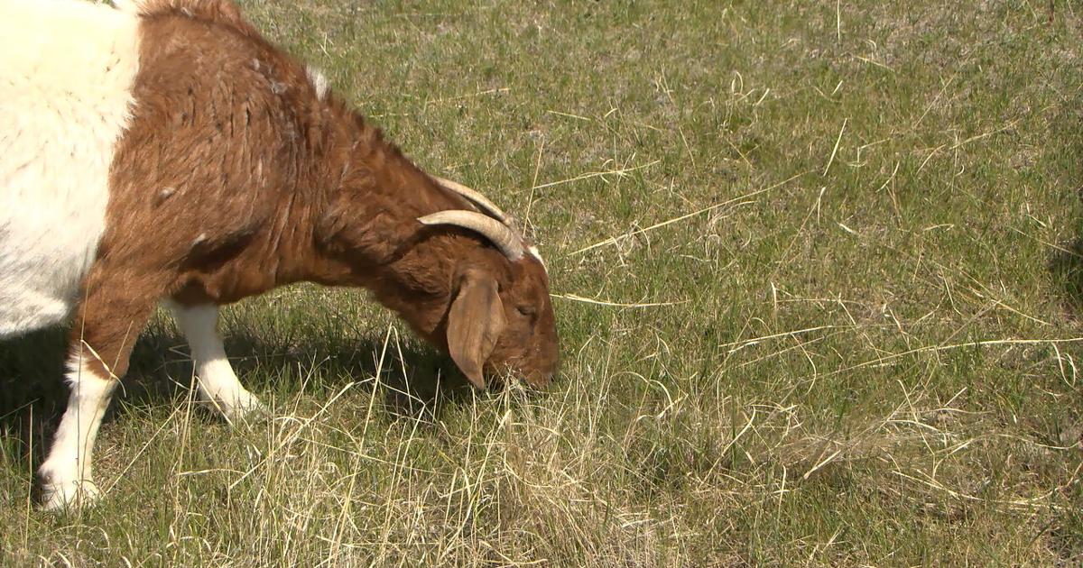 Eat, Bleat, Repeat: Montana goat company helps landowners reduce ...