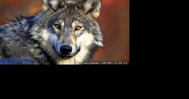 Judge's order halts wolf trapping and snaring season in most of Montana | Montana - Vimarsana News