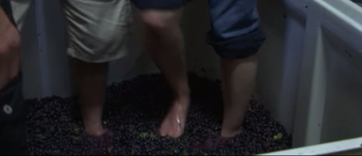 Yellowstone Cellars And Winery Hosts Ninth Annual Grape Stomp News Kulr8 Com