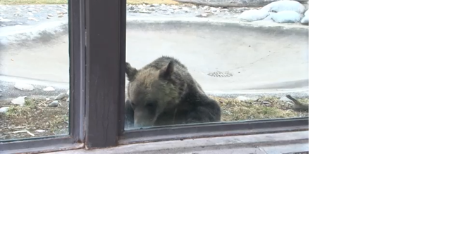 ZooMontana staff advocate for bear awareness for safety of wildlife - Vimarsana News