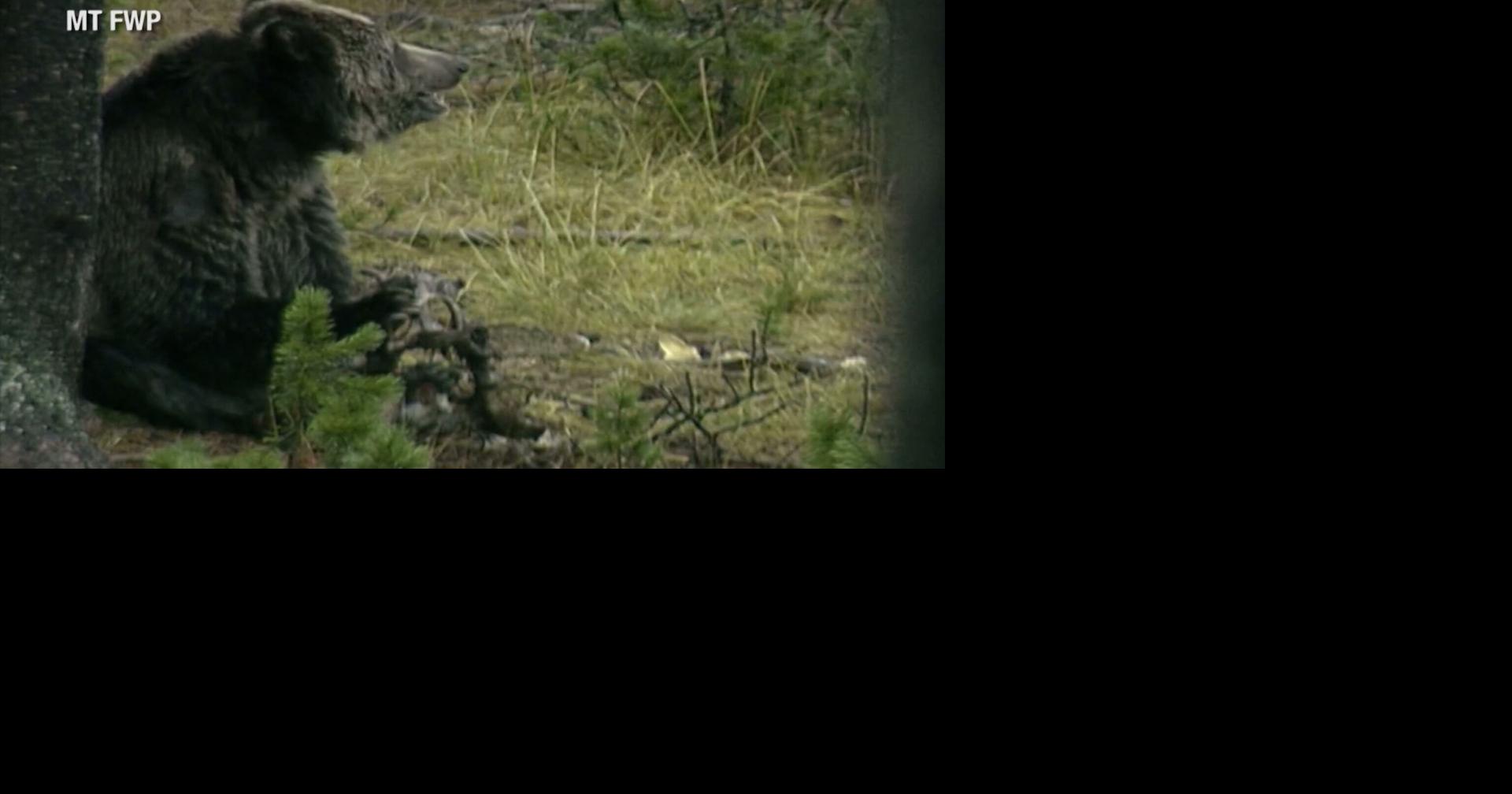 Wildlife expert shares how mild winters impact bear activity across Montana