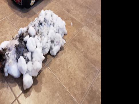 Montana Veterinarians Bring Frozen Unresponsive Cat Back To Life Wake Up Montana Kulr8 Com
