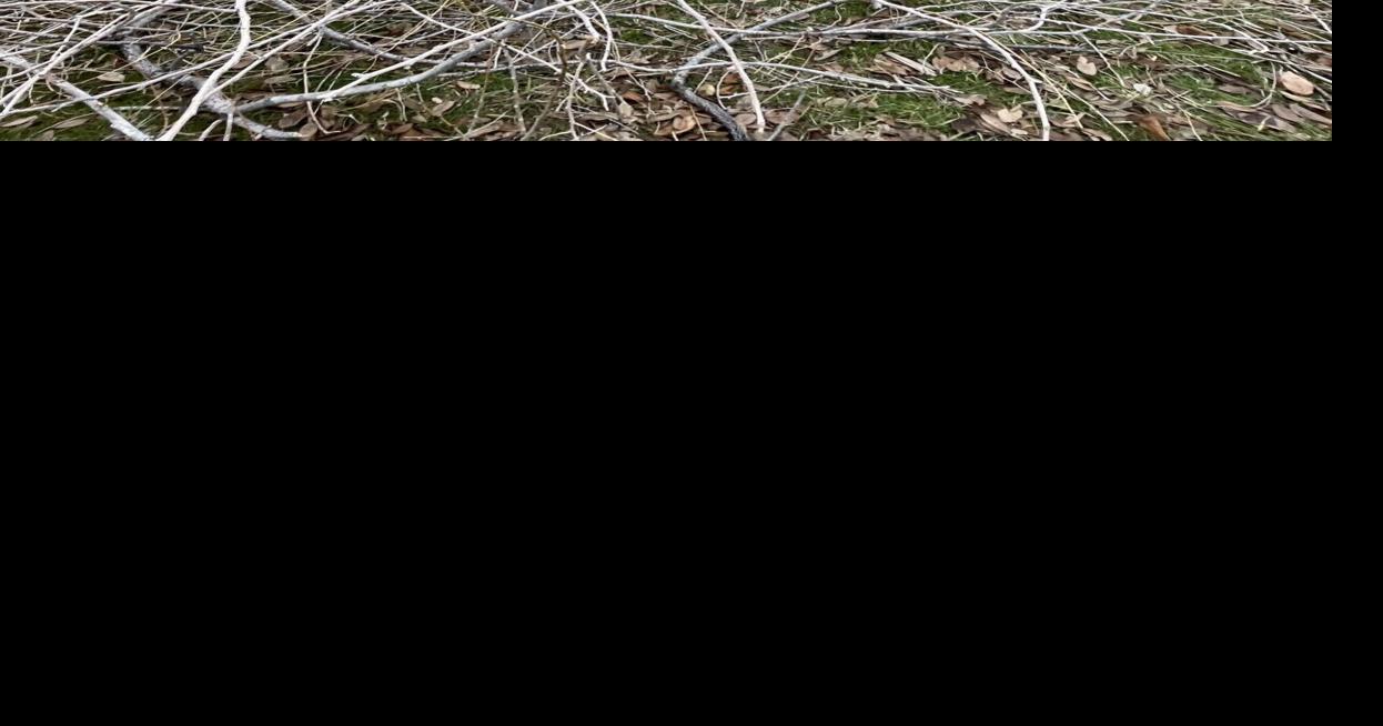 Governor Gianforte declares hazardous winds a 'disaster' after statewide damage