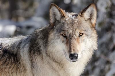 Wolf Hybrid Kills Owner