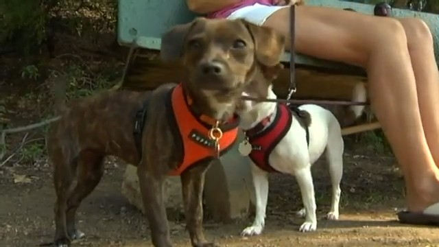 FDA names 16 brands of dog food linked to heart disease in dogs
