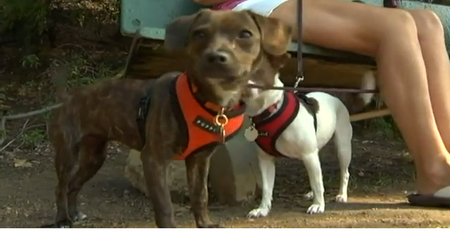 Dog brands linked to heart disease store