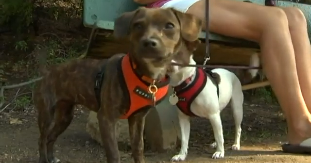 FDA names 16 brands of dog food linked to heart disease in dogs