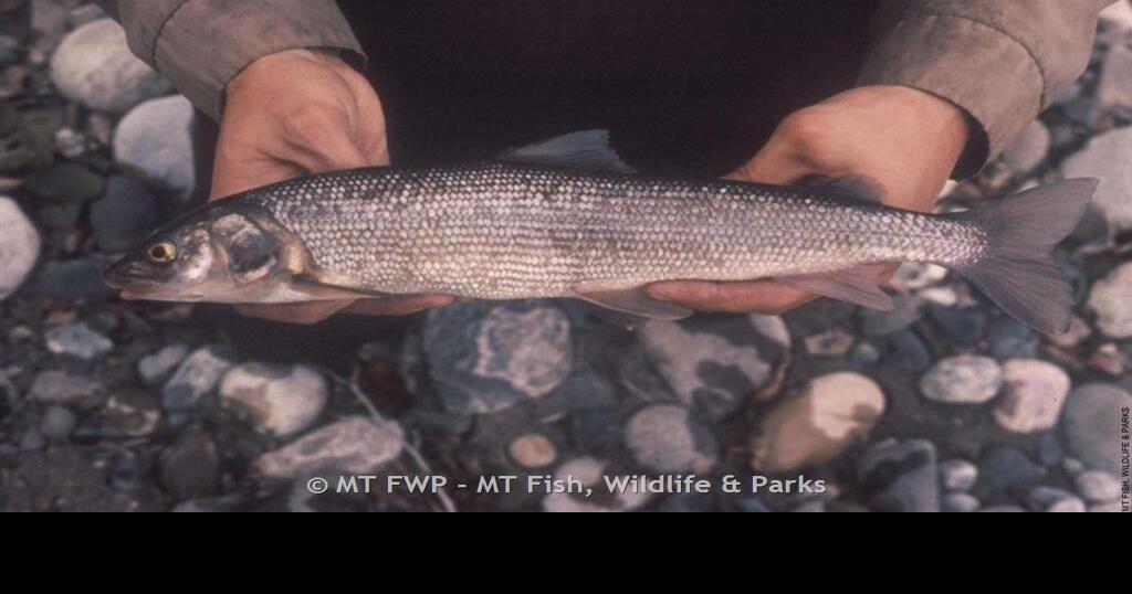 Montana agencies alerting public of eating mountain whitefish from Yellowstone River