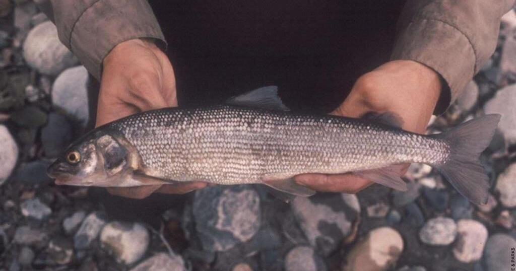 Montana agencies alerting public of eating mountain whitefish from
