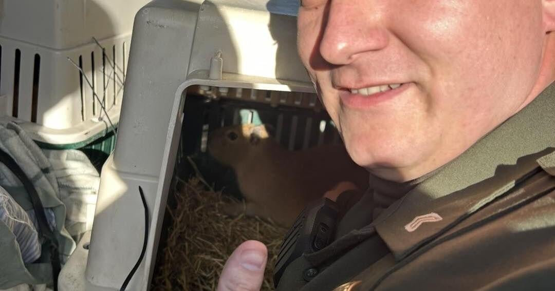 Capybaras surprise Montana Highway Patrol during traffic stop