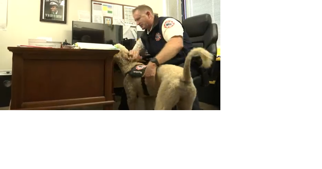 Billings Fire Department welcomes first therapy dog - Vimarsana News