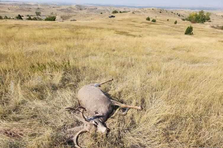 Mule deer wasted near Lockwood prompts search for information Montana