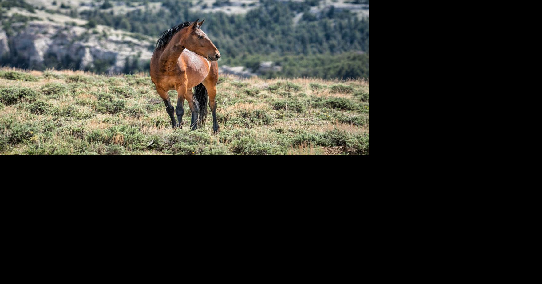 Pryor Mountain plan south of Billings sets new wild horse management range