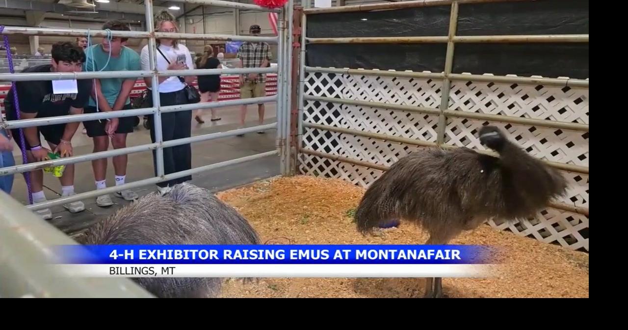 Meet Limu and Doug: The Emus Bringing Something New to MontanaFair