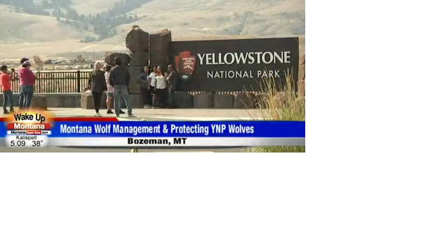 Montana wolf management and protecting remaining Yellowstone wolves after 15 killed outside of park - Vimarsana News