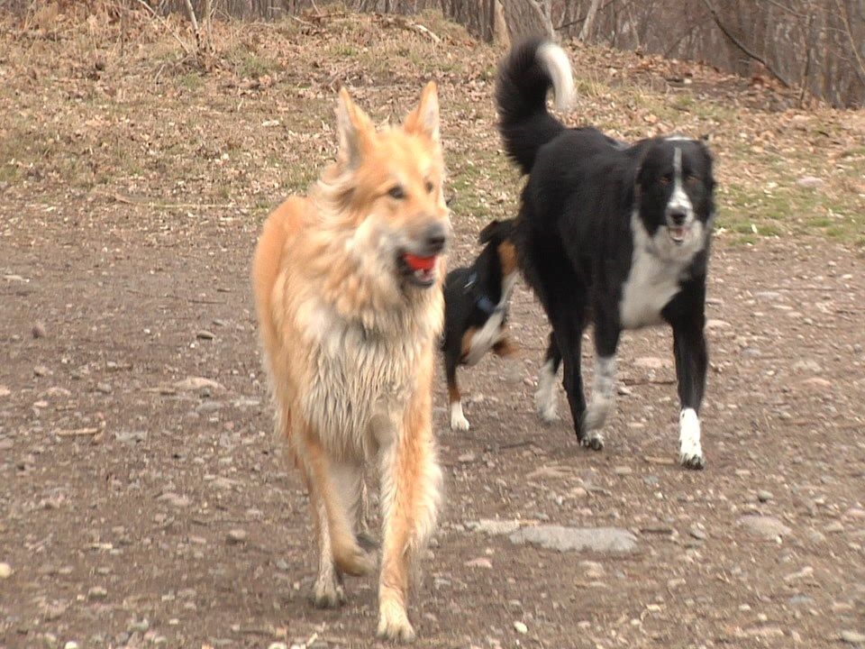 Pet owners out adventuring with their furry friends urged to be prepared for the worst with a pet first aid kit - Vimarsana News