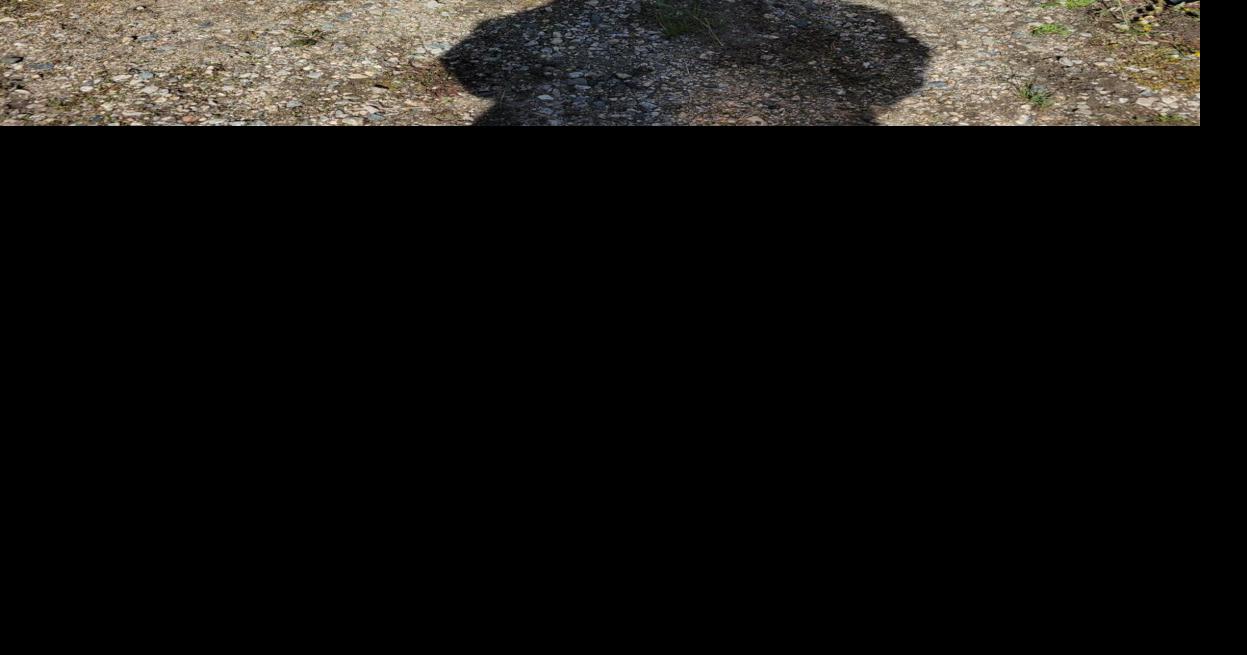 Black bear caught in Fromberg, relocated to mountains Billings News