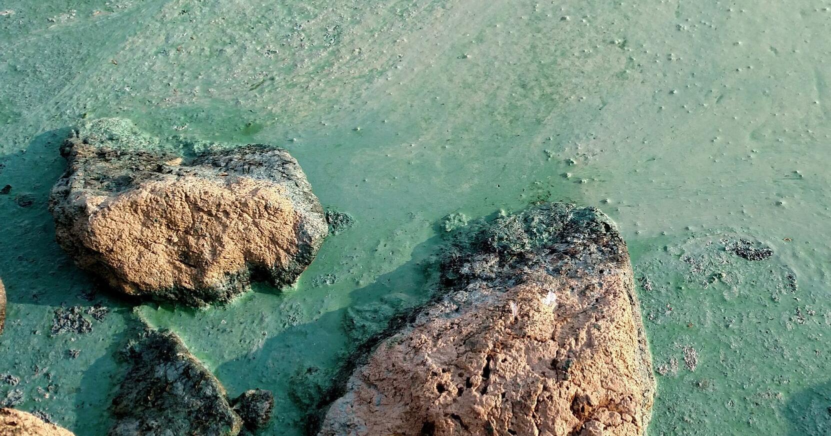 Broadwater County DES reports 4 caution advisories of Harmful Algal Bloom - Vimarsana News