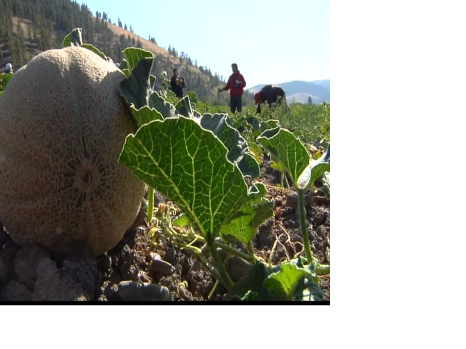 Montana Treasure Melons Grown With Love Montana News