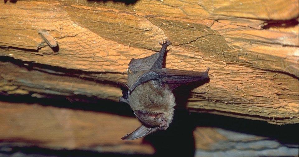 Omafra Bat Risk Wyoming health officials warn of rabies risk as warm weather brings ...