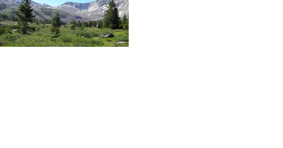 Restoration work on America's first national forest | Wyoming News - Vimarsana News