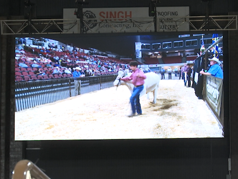 Annual Patrick K Goggins Junior Livestock Sale Goes On With Live Stream Auction News Kulr8 Com
