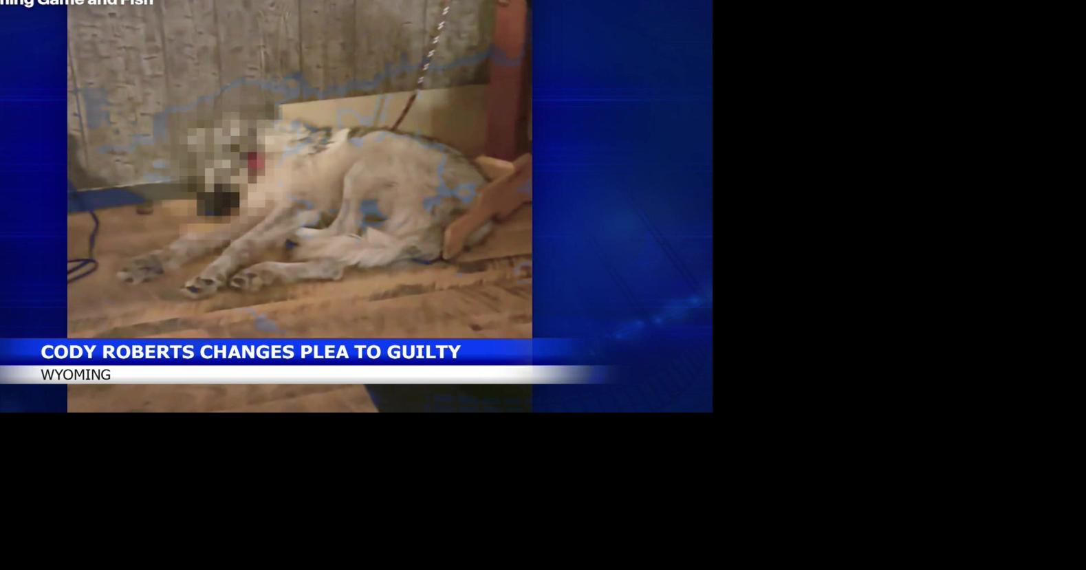 Man pleads guilty to animal cruelty in Wyoming wolf case | Montana News ...