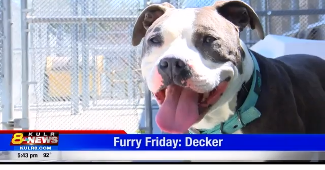 Furry Friday: Hammer & Decker |  | kulr8.com->すべての結果