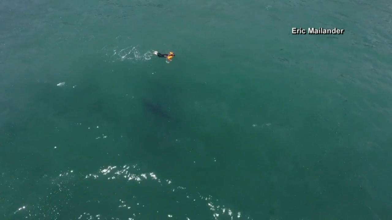 Watch Drone Spots Shark Swimming Near Swimmer In California Digital Hub Kulr8 Com