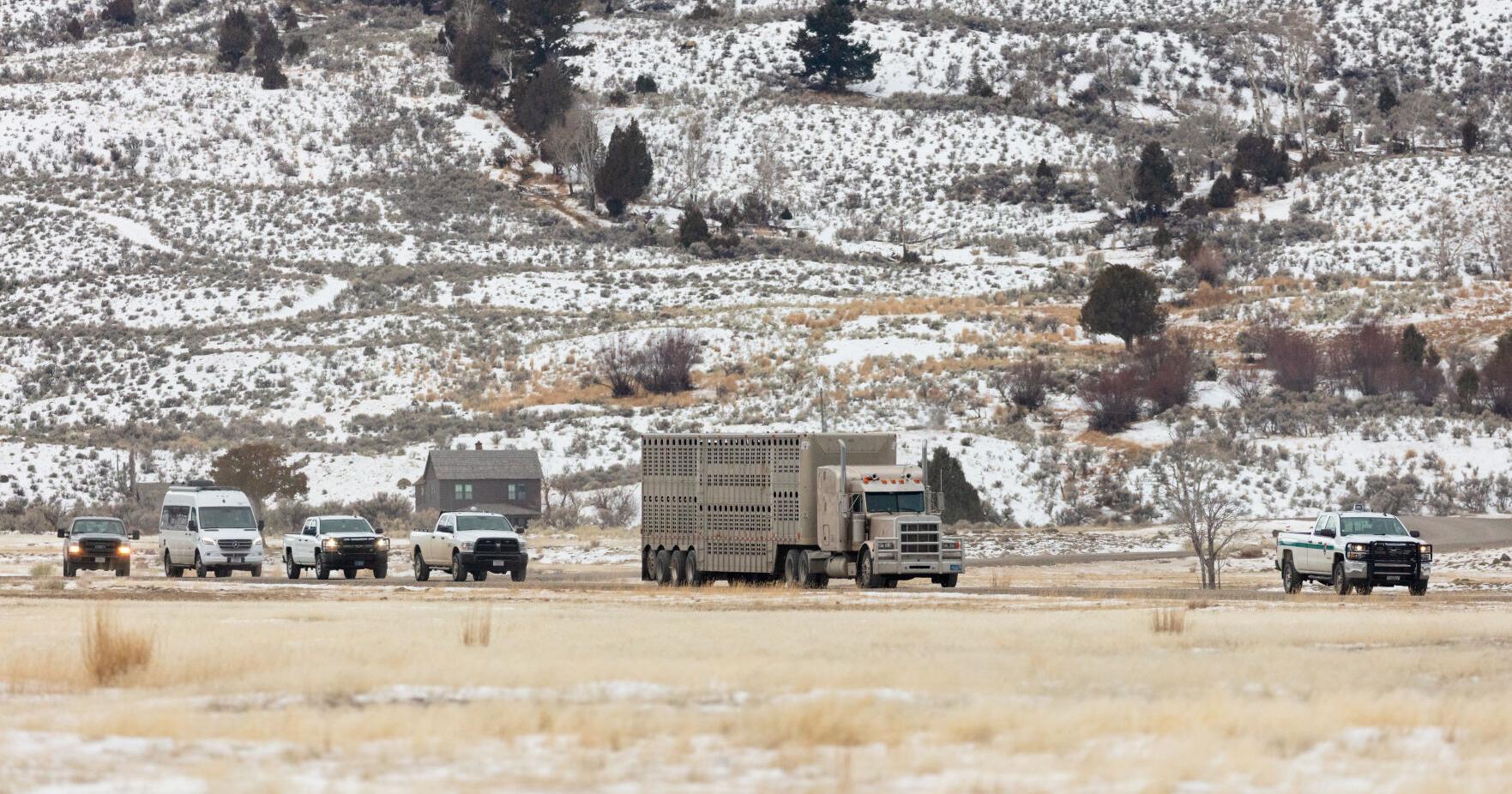 28 bison transferred from Yellowstone to Fort Peck Tribes; Partners celebrate another positive step for bison conservation - Vimarsana News