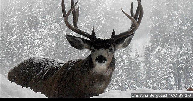 This Winter Looking Less Deadly Than Last For Wyoming Mule Deer