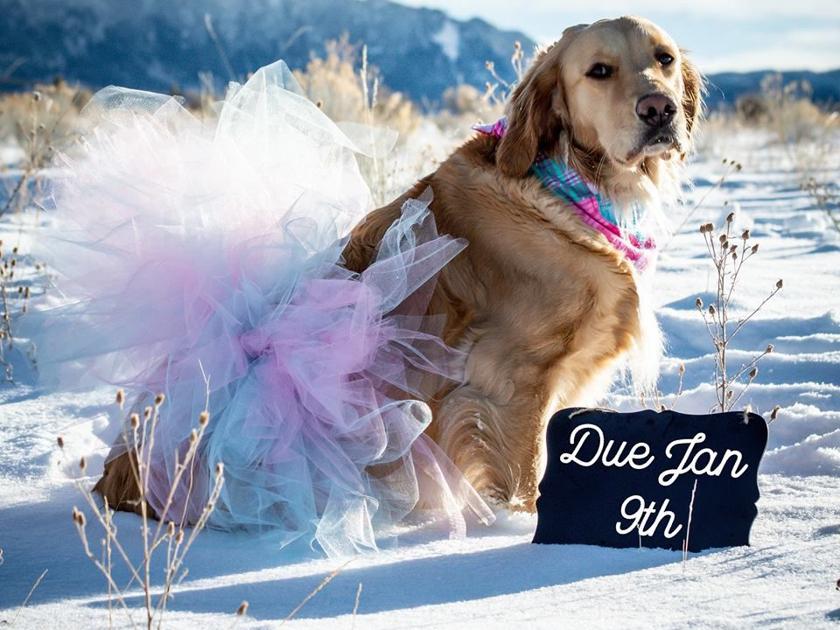 Update Famous Maternity Shoot Retriever Gives Birth To 9 Puppies Wake Up Montana Kulr8 Com
