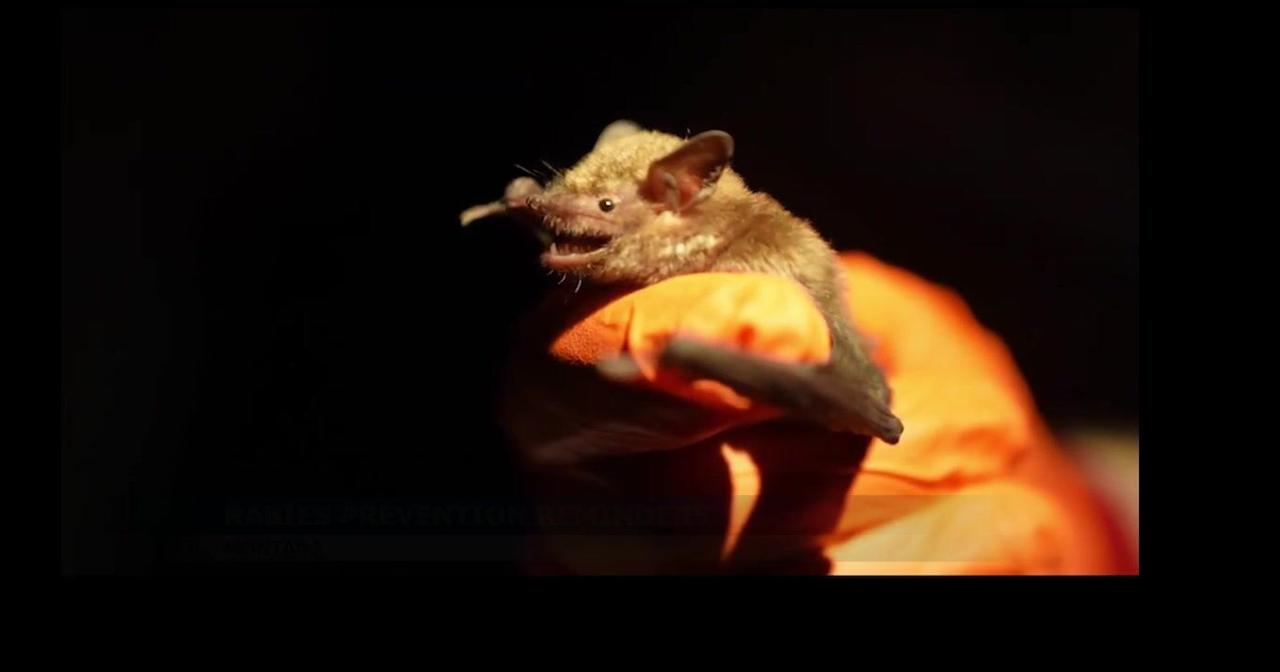 Rabid bat marks first rabies case of 2026 confirmed in Flathead County ...
