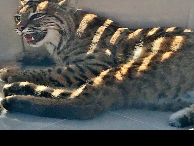 Here Kitty Kitty Woman Puts Injured Bobcat In Her Car Regional