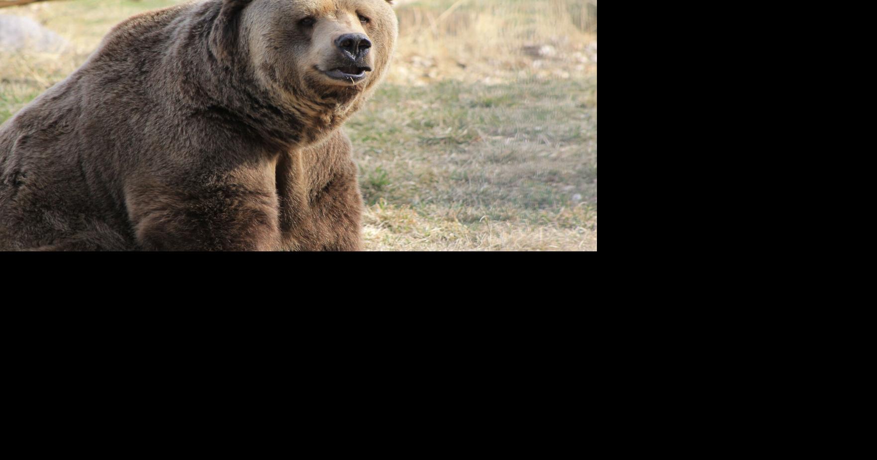 ZooMontana grizzly bear euthanized Billings News