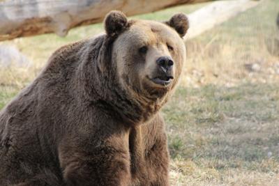 Bear spotted on UM campus, News