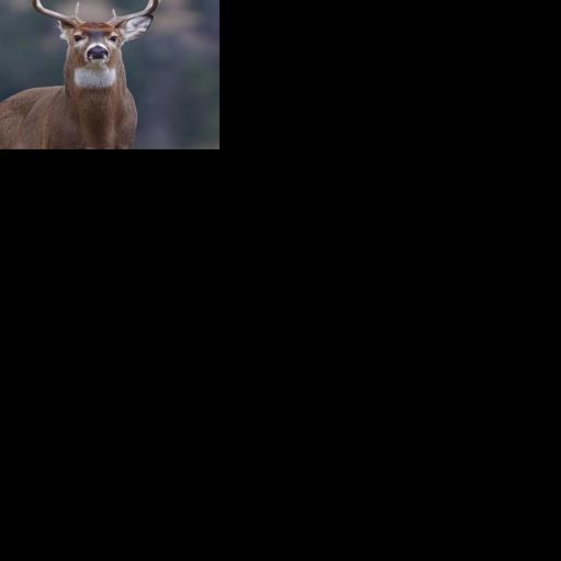 Montana landowners invited to join 2026 hunting access programs